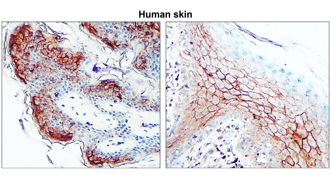 Claudin-1 antibody