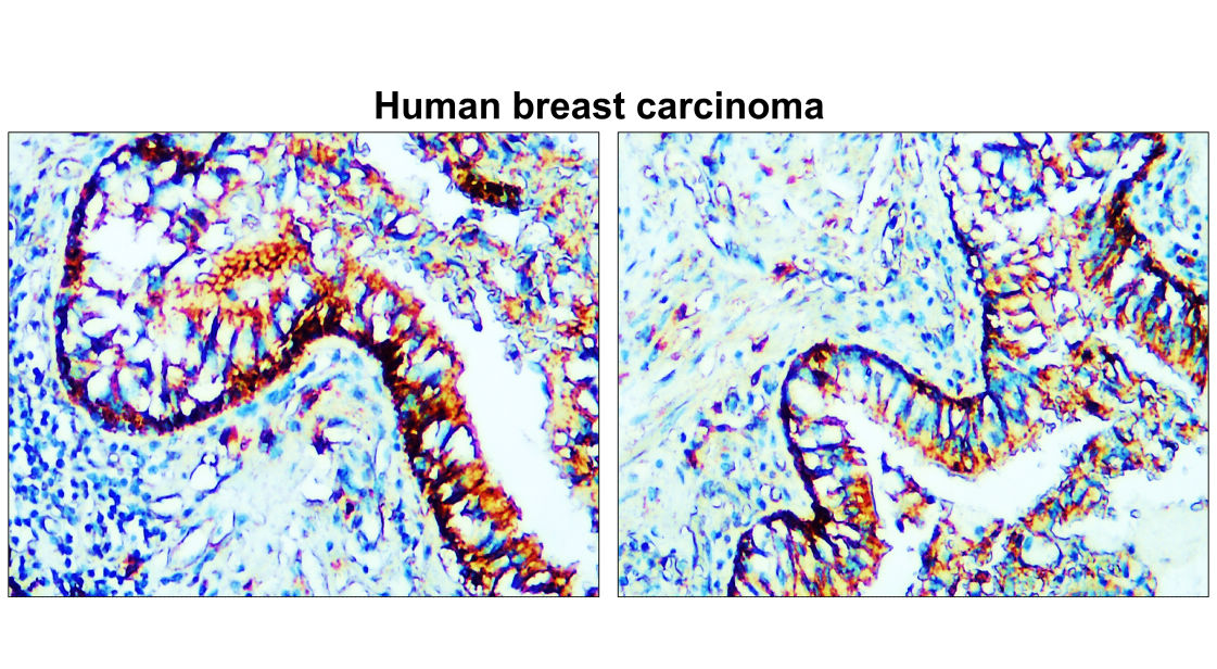 Claudin-1 antibody