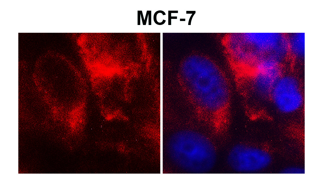 Claudin-1 antibody