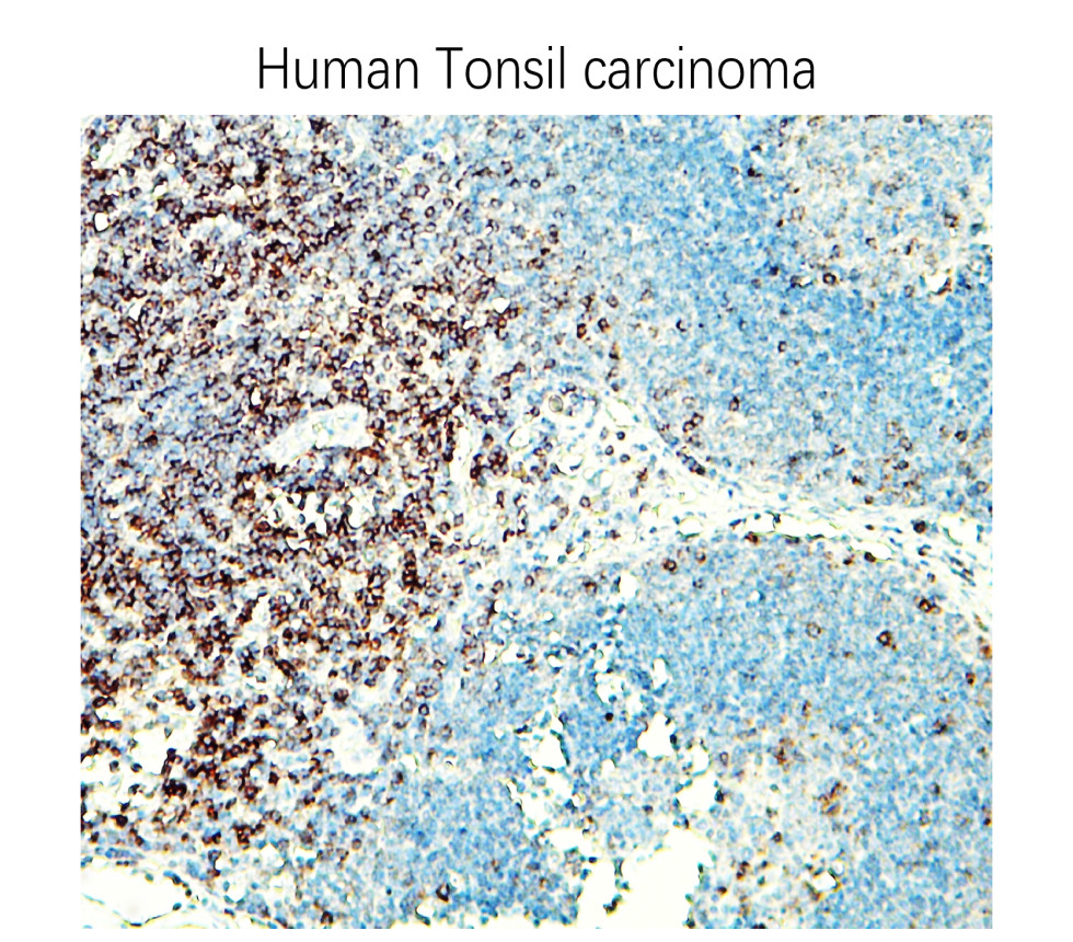 CD3 Intracellular domain Antibody