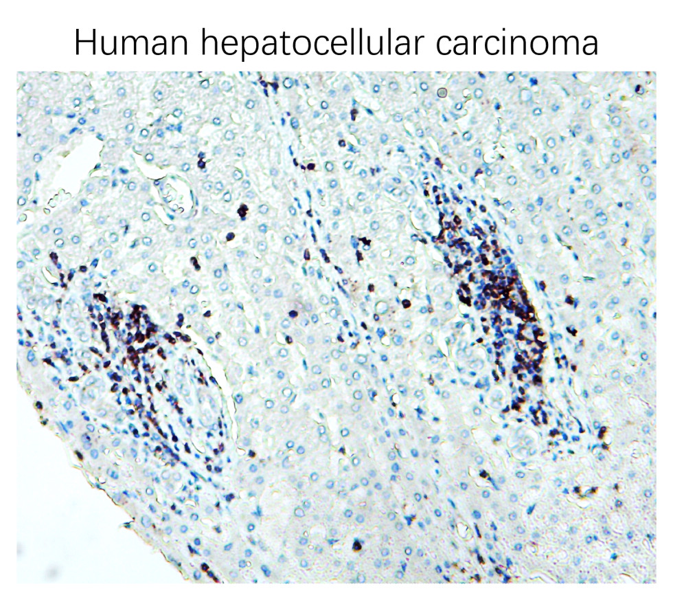 CD3 Intracellular domain Antibody