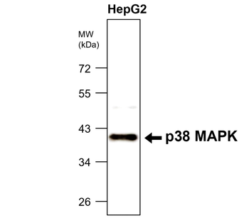 p38 MAPK Rabbit Polyclonal Antibody