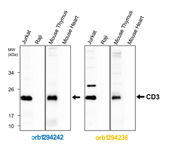 CD3 Intracellular domain Antibody