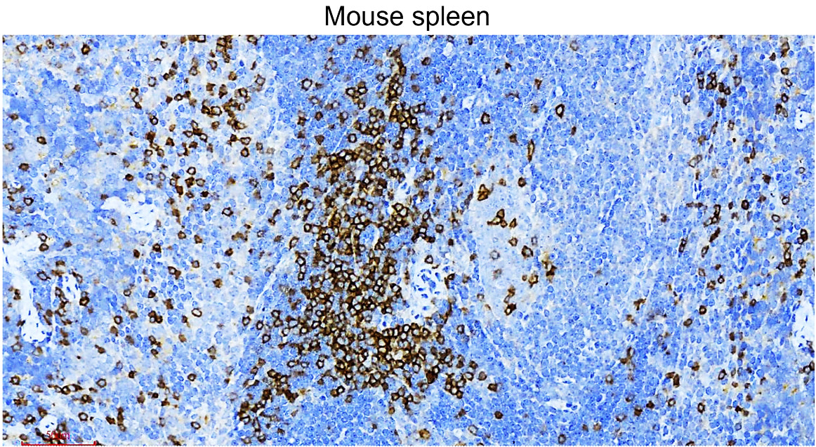 CD3 Intracellular domain Antibody