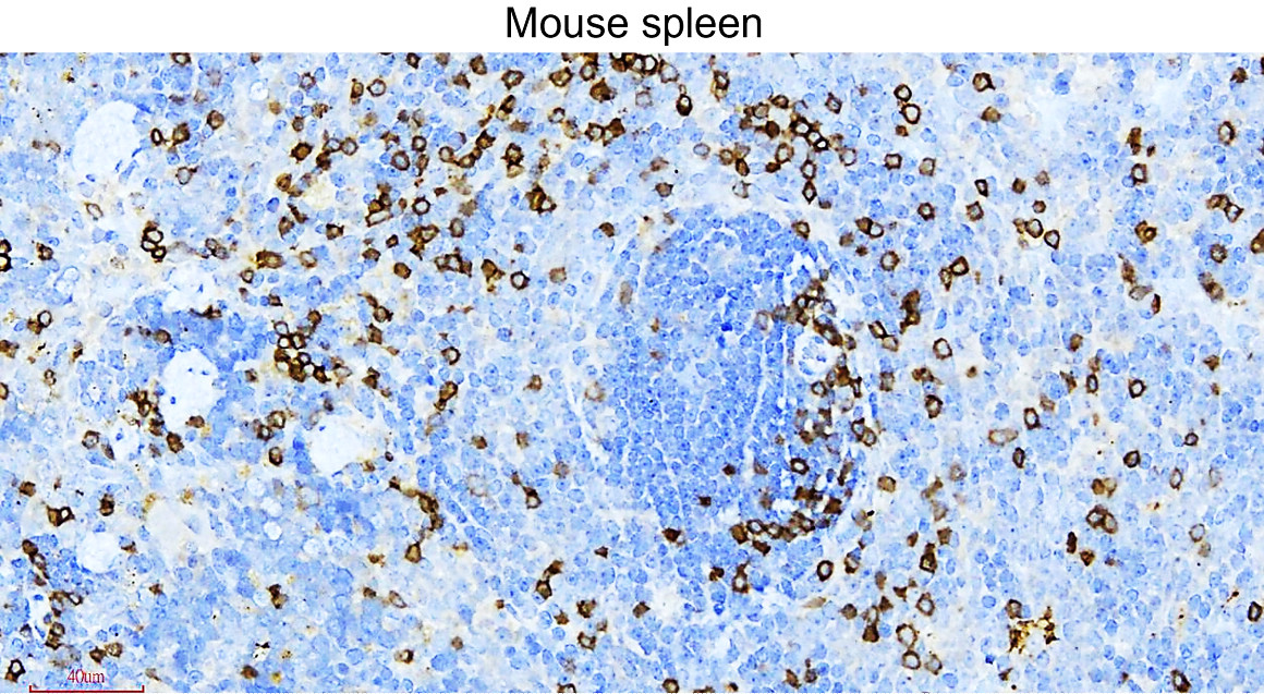 CD3 Intracellular domain Antibody