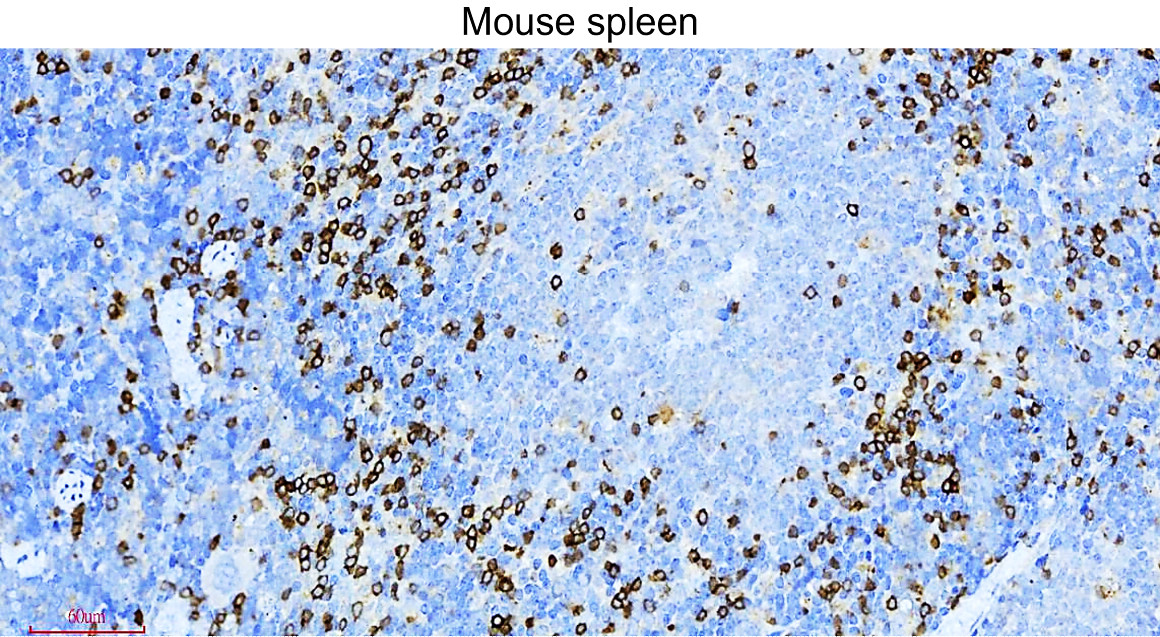 CD3 Intracellular domain Antibody