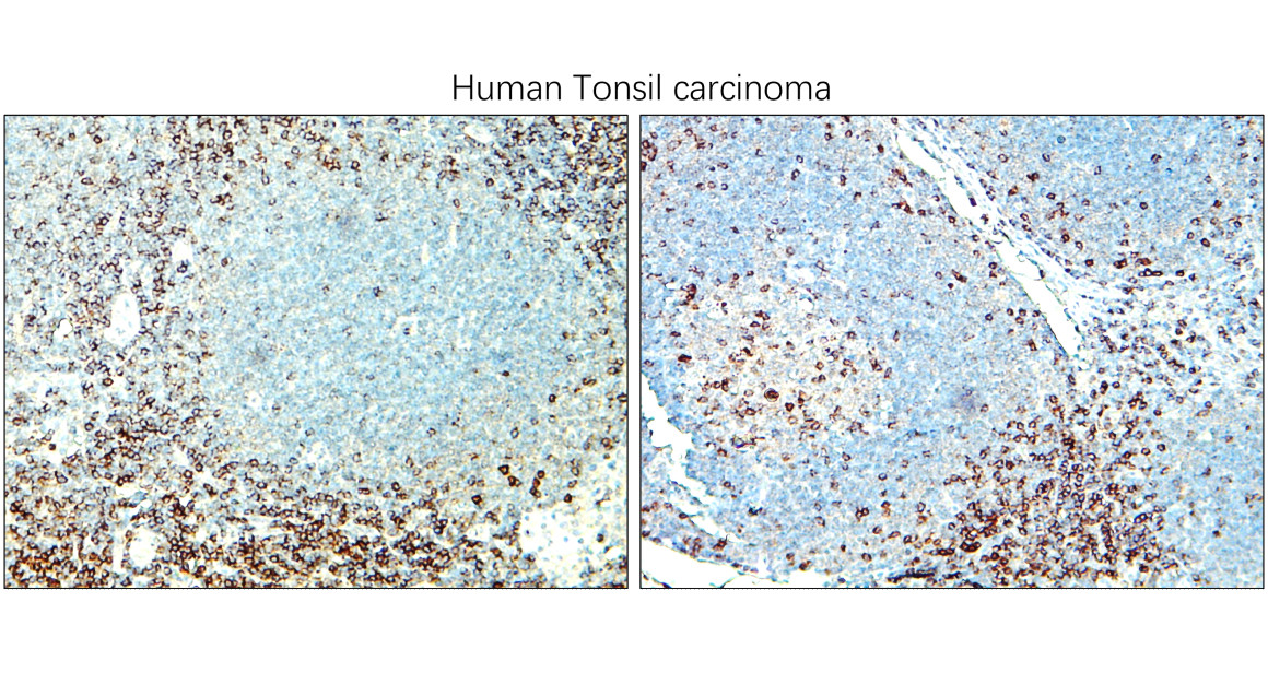 CD3 Intracellular domain Antibody