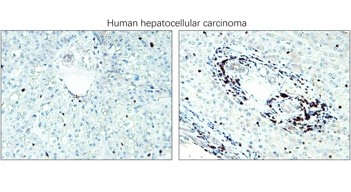 CD3 Intracellular domain Antibody