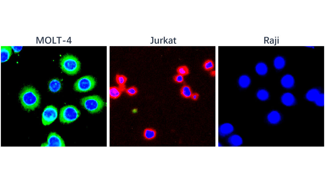 CD3 Intracellular domain Antibody