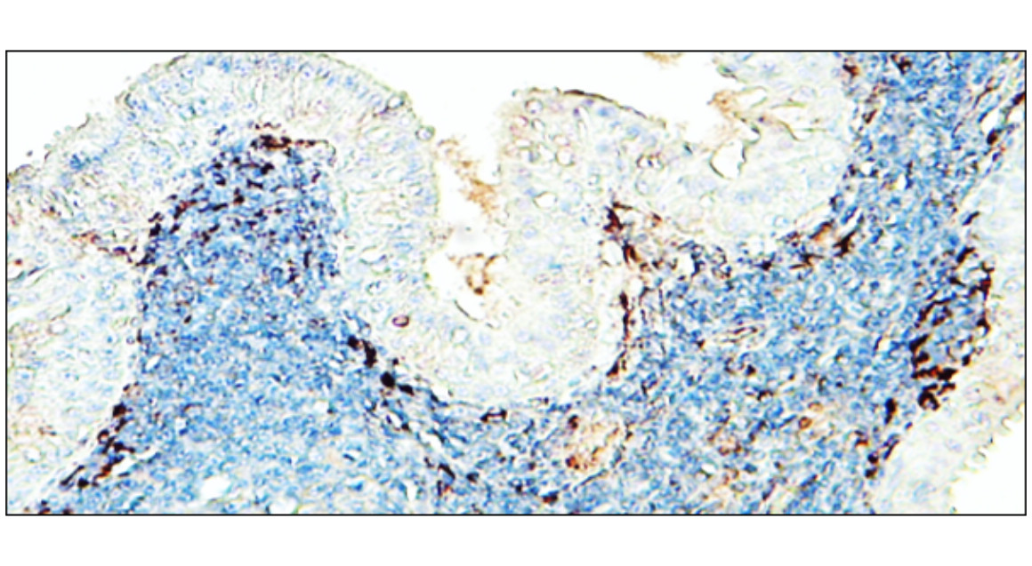CD11b / ITGAM human specific