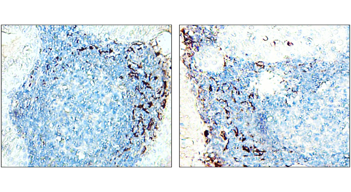 CD11b / ITGAM human specific