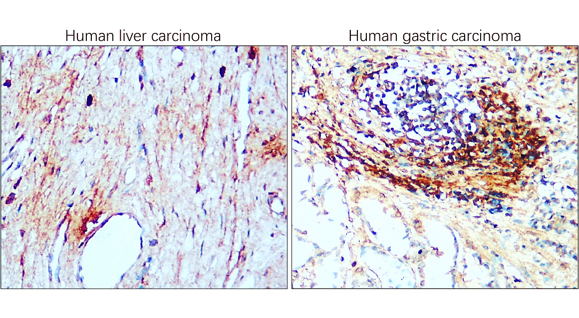 CD81 Antibody