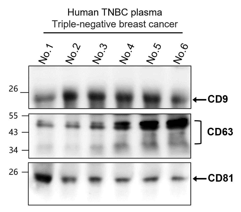 CD81 Antibody