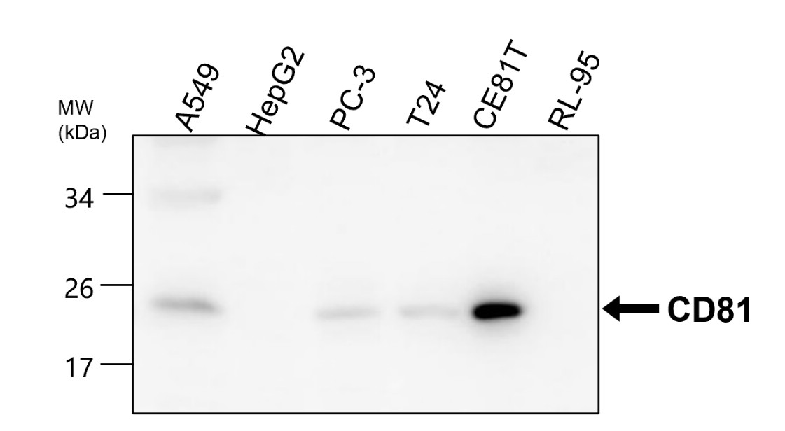 CD81 Antibody