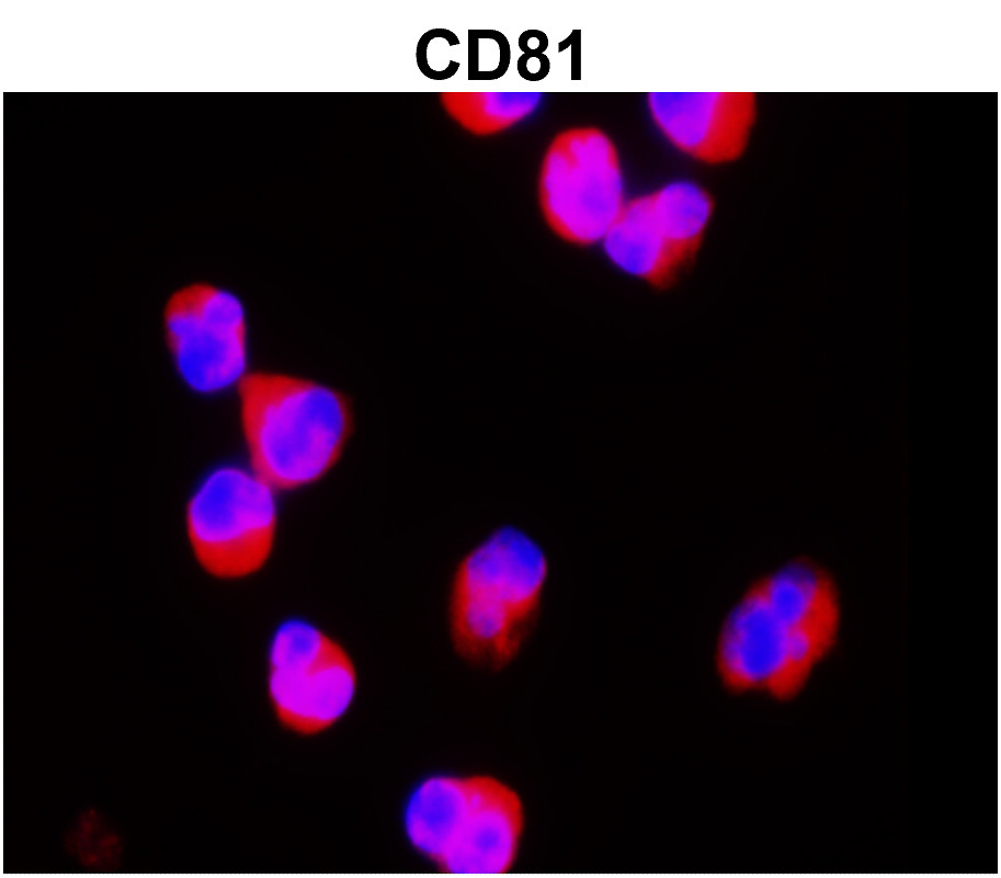 CD81 Antibody