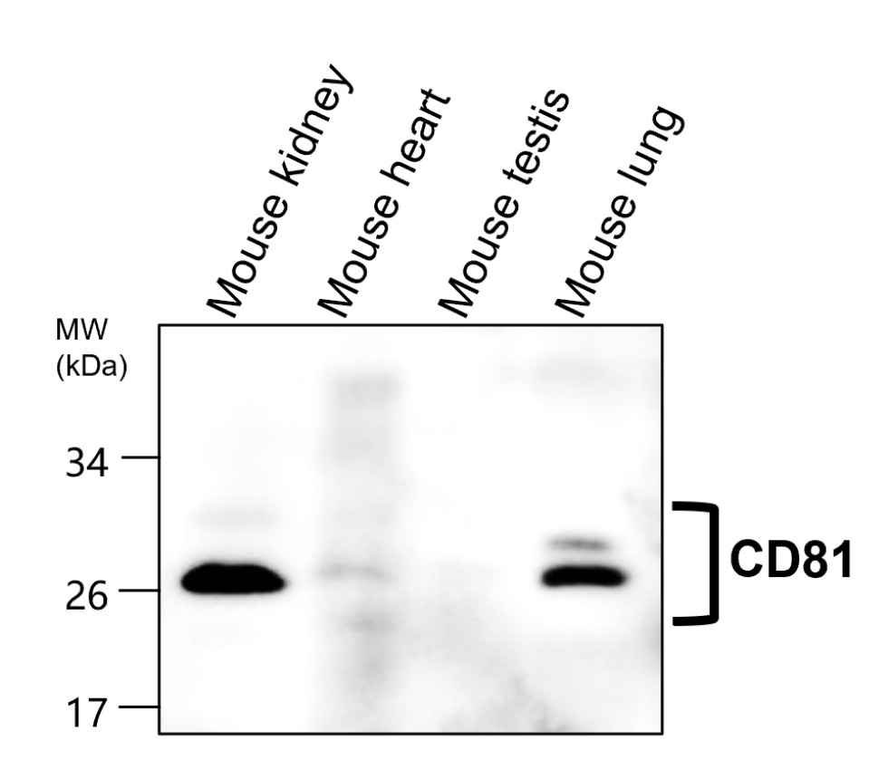 CD81 Antibody