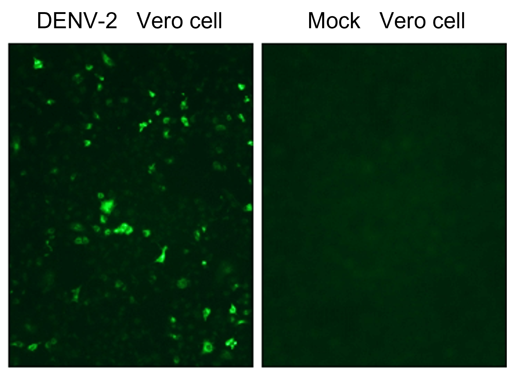Dengue virus NS1
