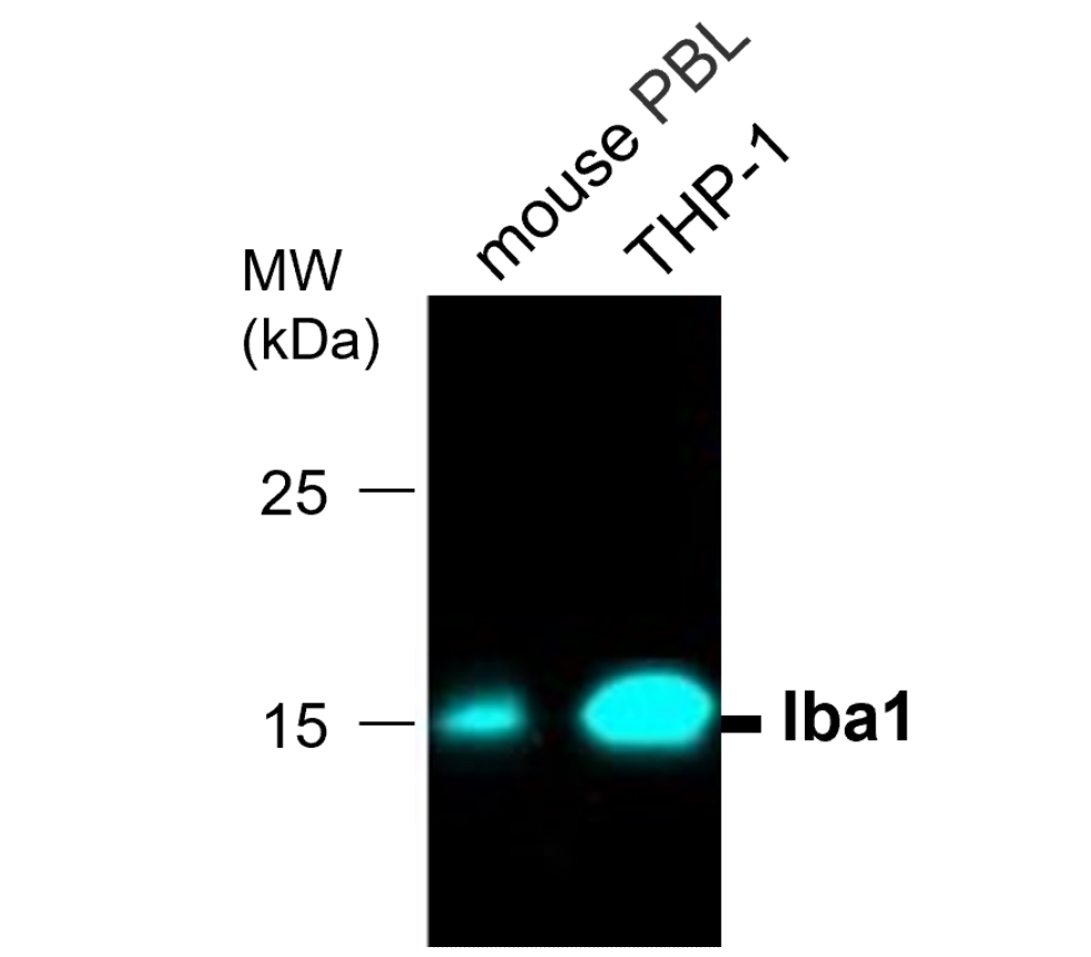 Iba1, monoclonal Antibody