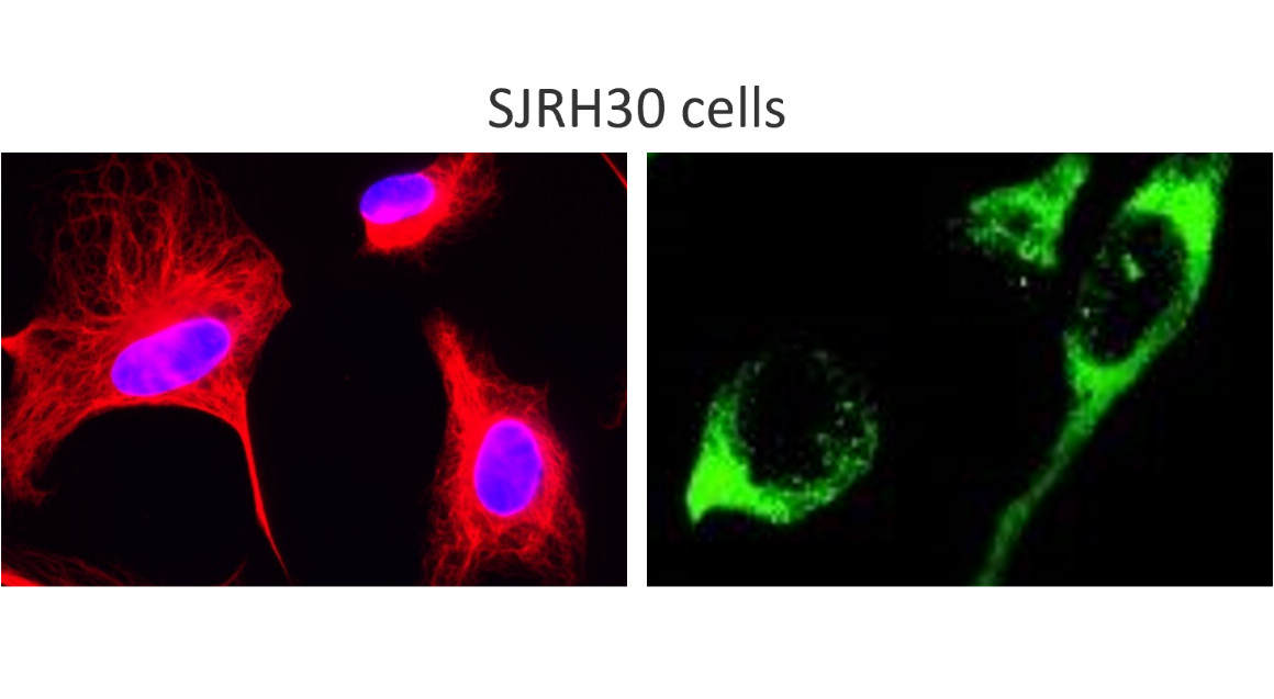 Desmin, monoclonal Antibody