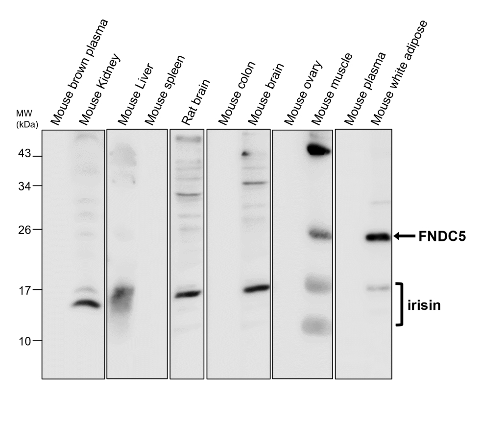 FNDC5/irisin Antibody