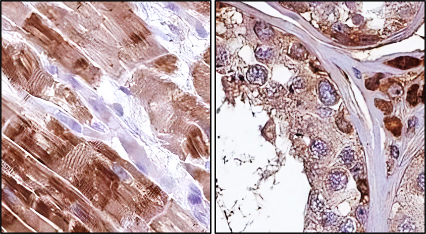 FNDC5/irisin Antibody