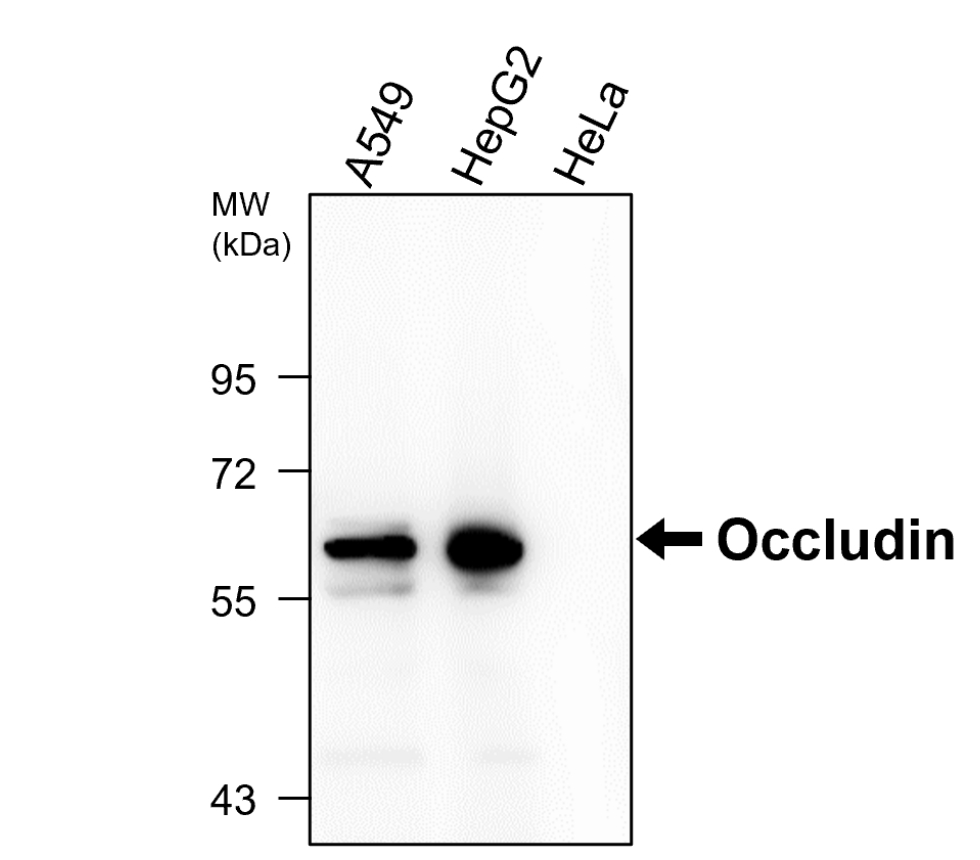 Occludin