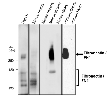 Fibronectin 1/FN1 (C-term) Antibody