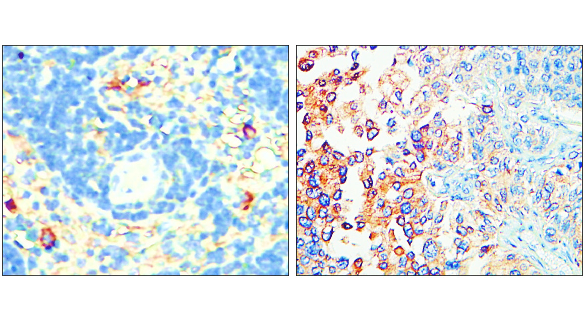 P selectin antibody