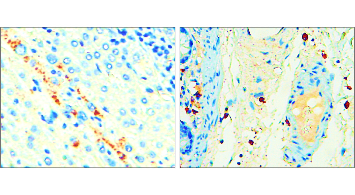 P selectin antibody