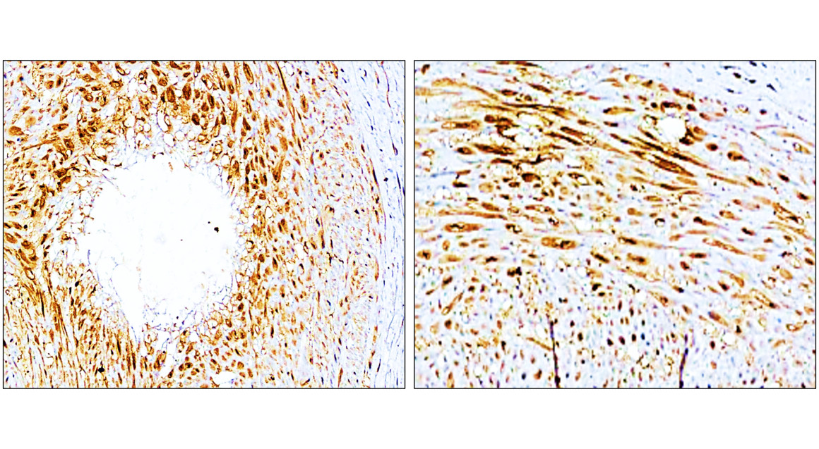 P selectin antibody