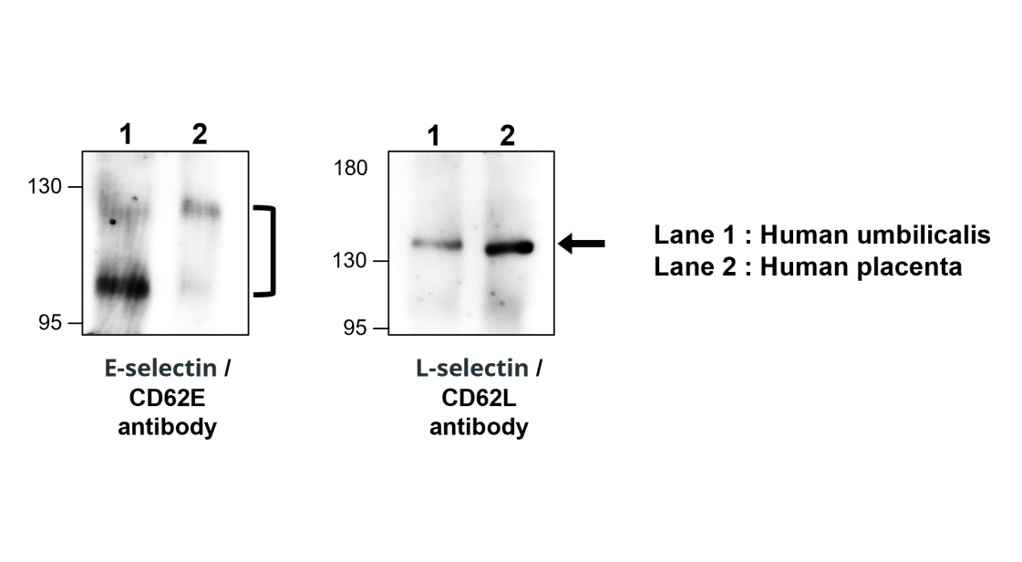L selectin antibody