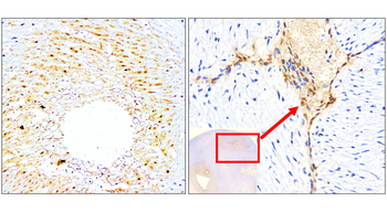 L-selectin | CD62L Antibody