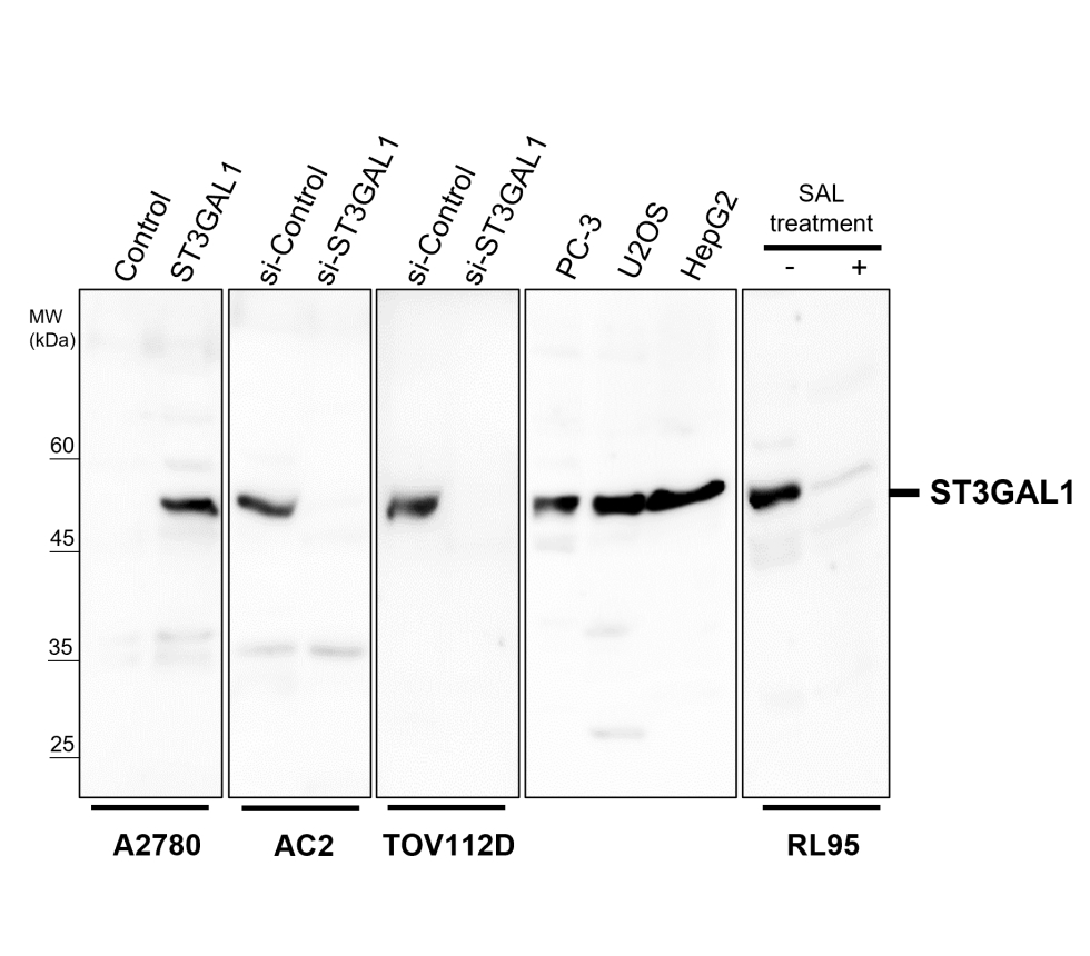ST3GAL1 / SIAT4A