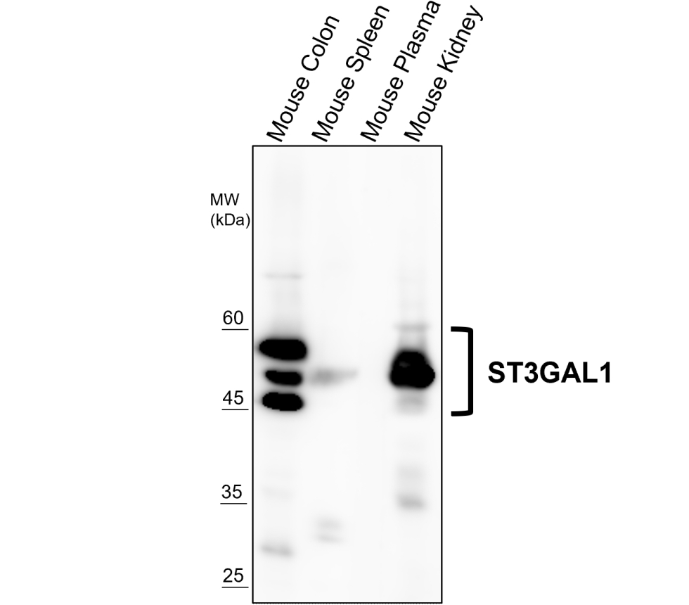 ST3GAL1/SIAT4A Antibody