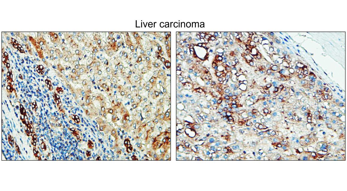 Tissue Factor antibody