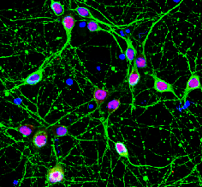 NeuN Antibody