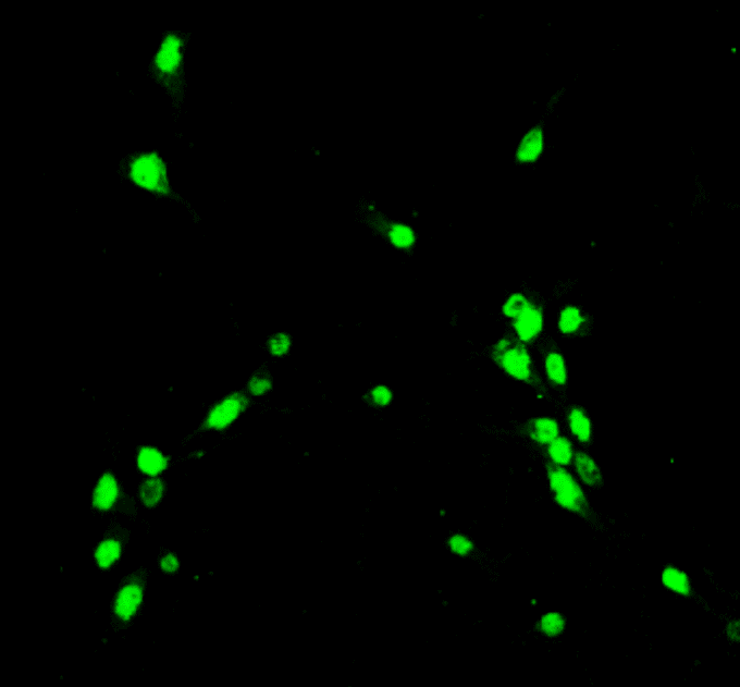 NeuN Antibody