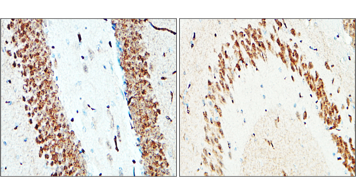 NeuN Antibody