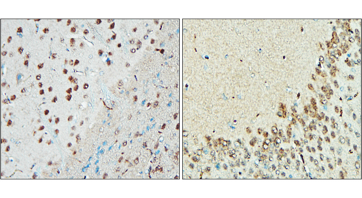 NeuN Antibody