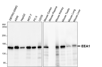 EEA1 Antibody