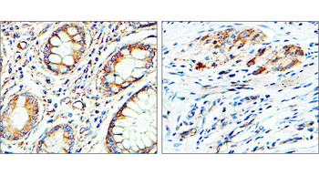 EEA1 Antibody