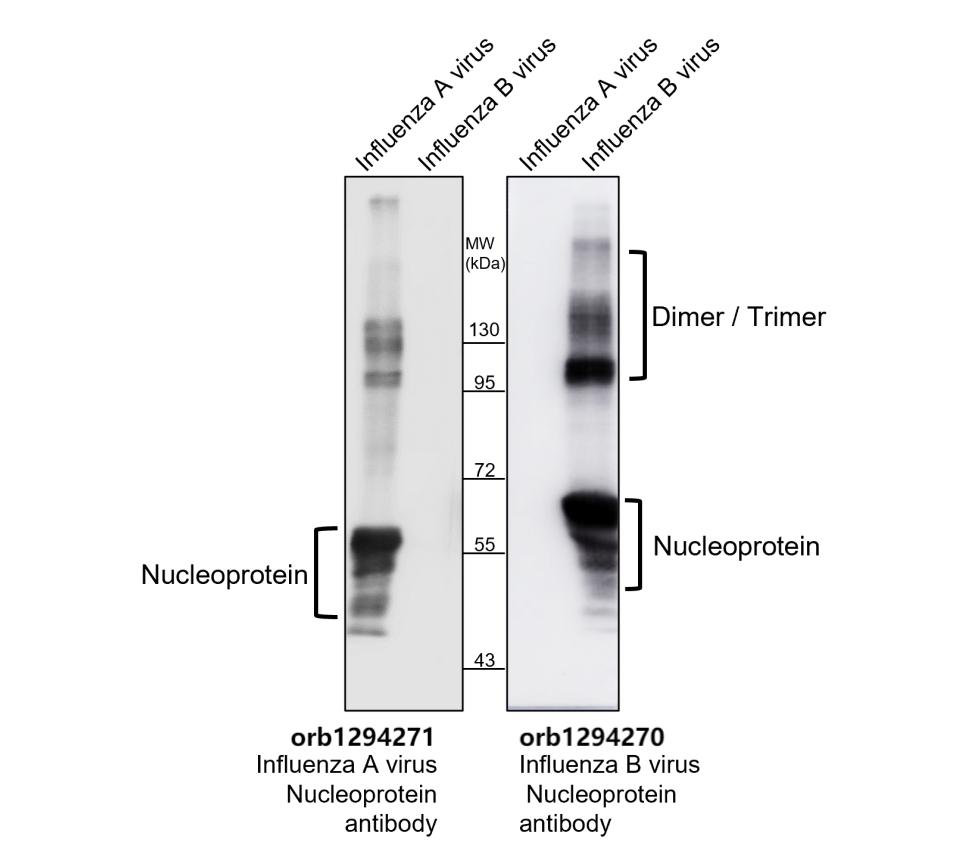 Influenza B Virus Nucleoprotein