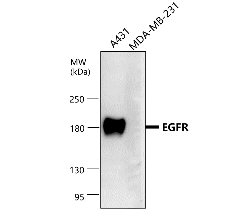 EGFR (Extracellular) Antibody