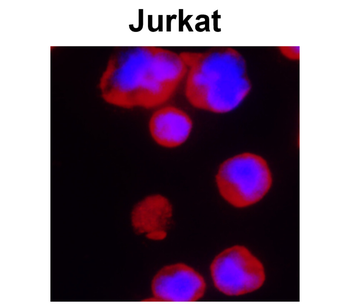 CD3 (mouse specific), monoclonal Antibody