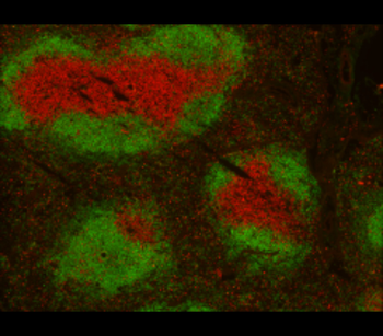 CD3 (mouse specific), monoclonal Antibody
