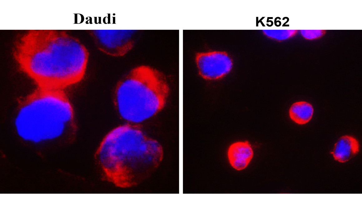 Toll-like Receptor 7/TLR7 Antibody