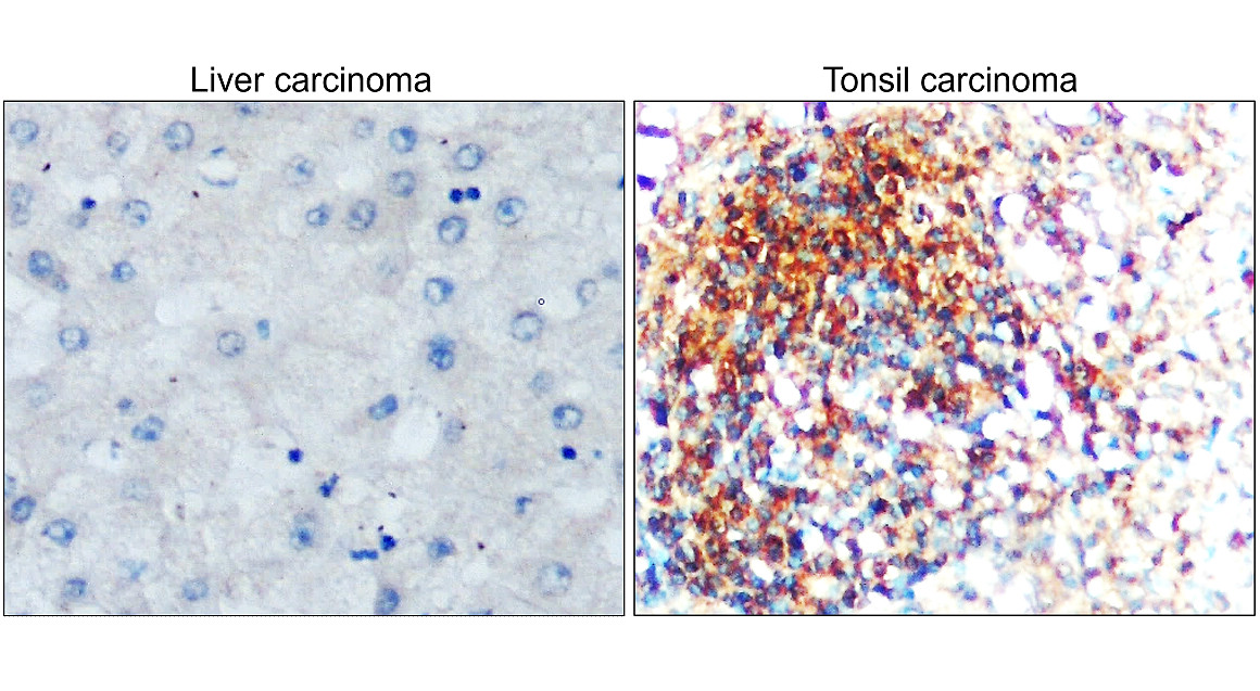 Toll-like Receptor 7/TLR7 Antibody