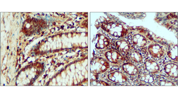 Toll-like Receptor 4 Rabbit Polyclonal Antibody
