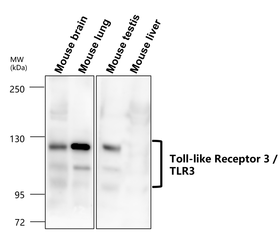 Toll-like Receptor 3 / TLR3