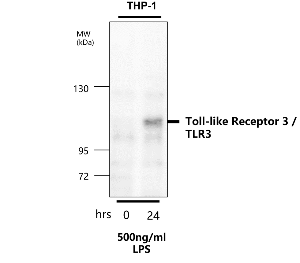 Toll-like Receptor 3 / TLR3